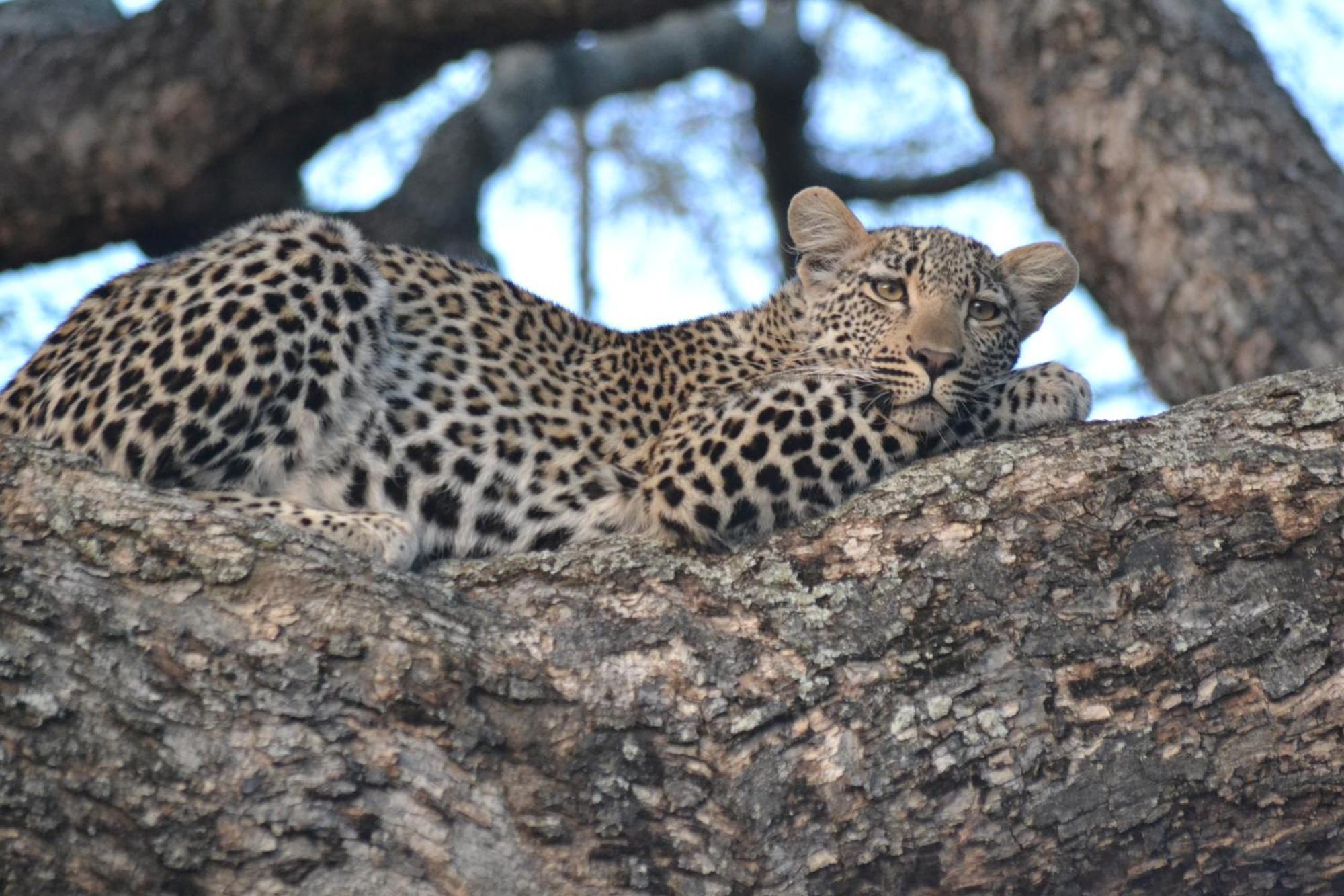 Yebo Safari Tents-Stay Inside Kruger Skukuza Extérieur photo