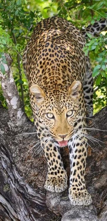 Yebo Safari Tents-Stay Inside Kruger Skukuza Extérieur photo